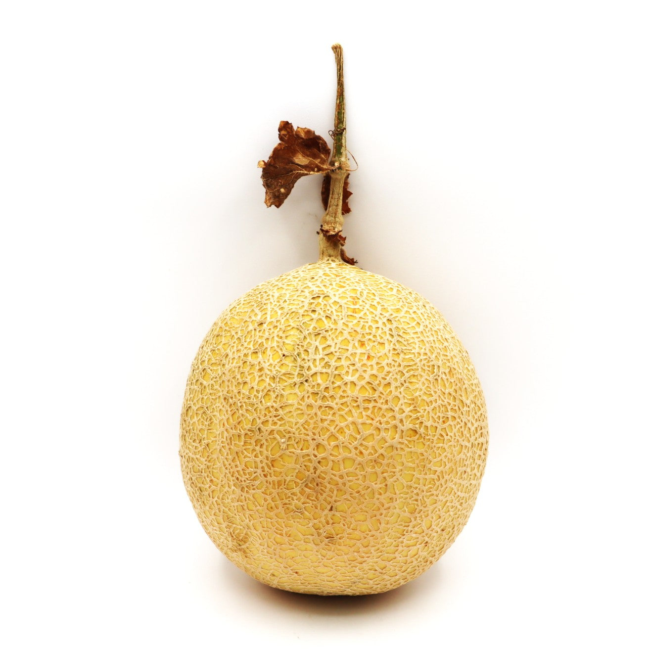 Cantalope - Fresh Harvest Fruiting Crop
