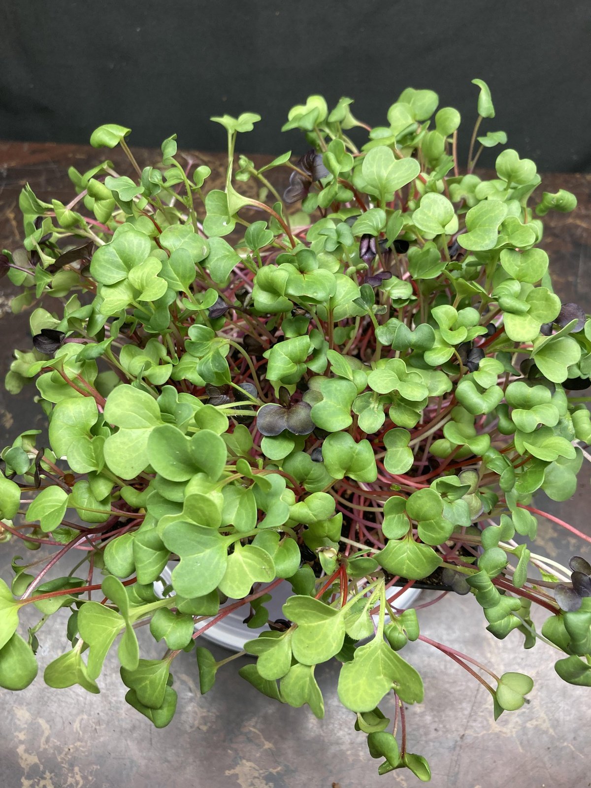 Live Micros and Shoots