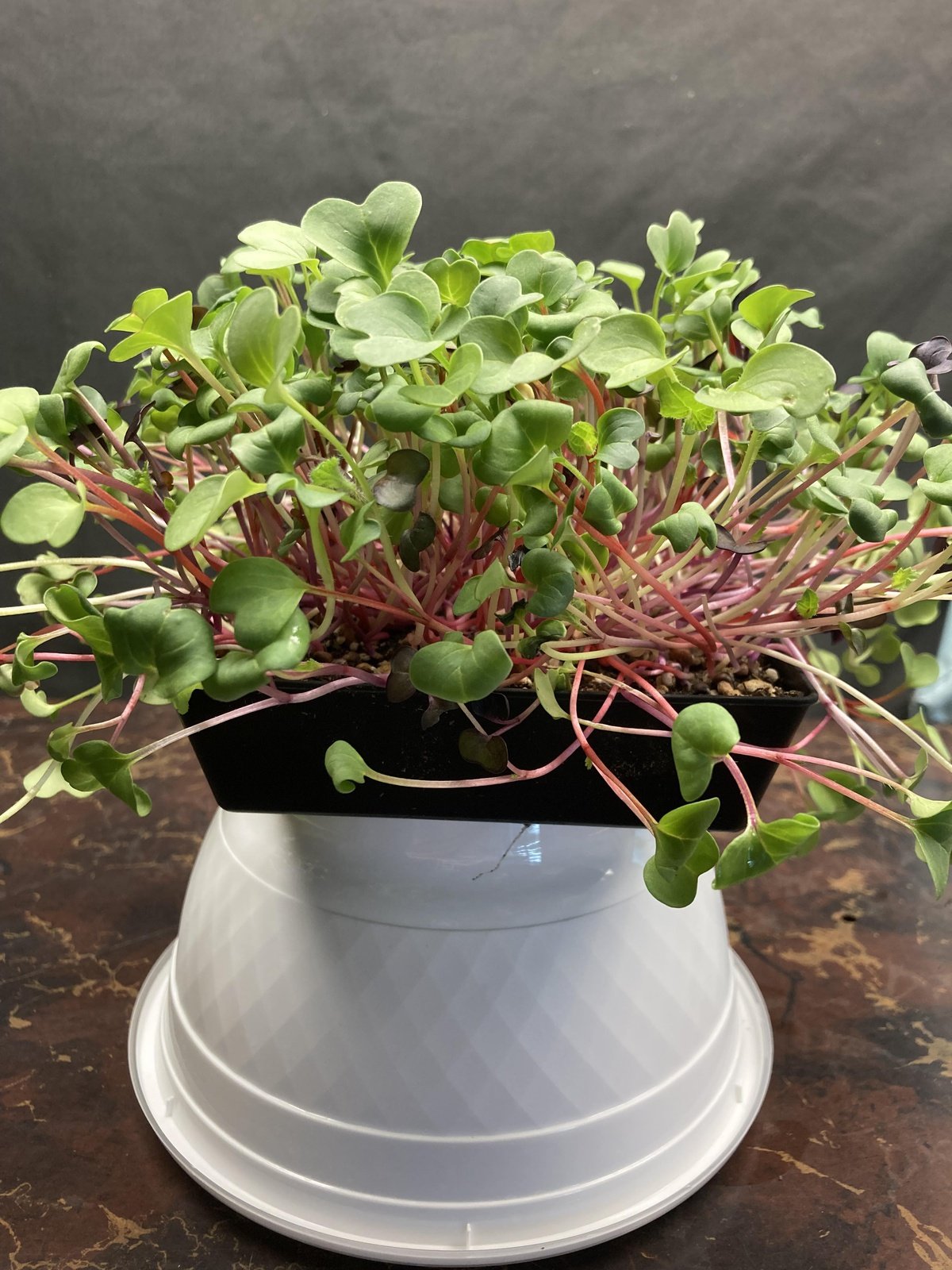 Live Micros and Shoots