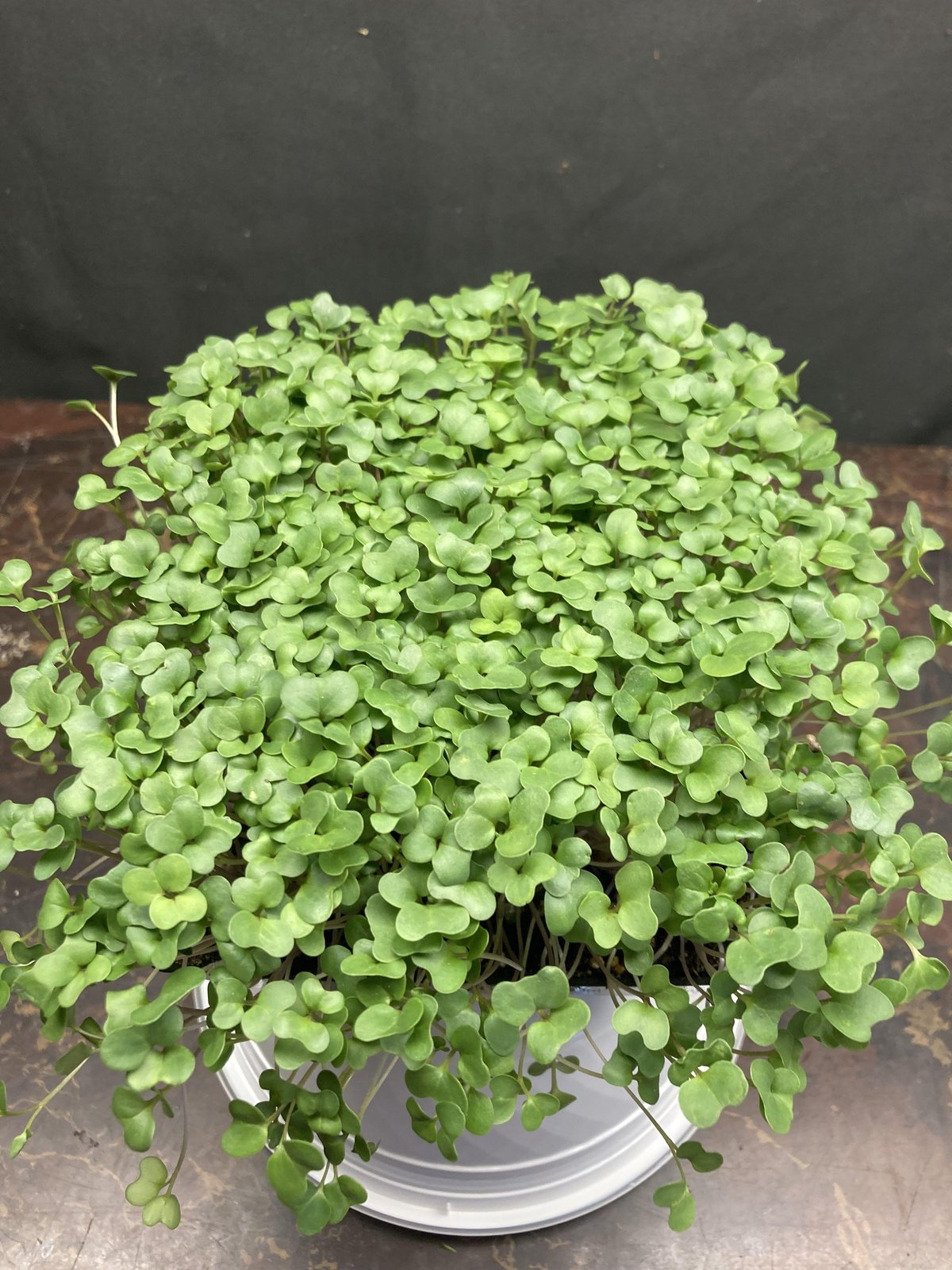 Live Micros and Shoots