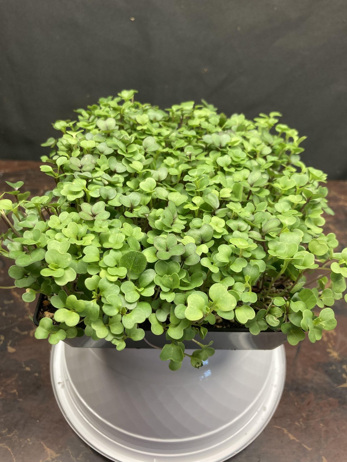 Live Micros and Shoots