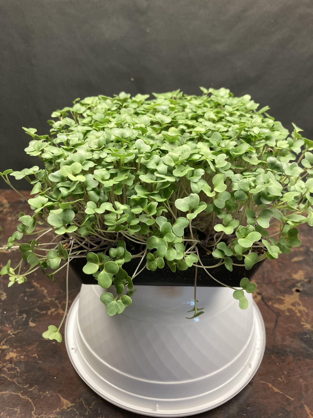 Live Micros and Shoots