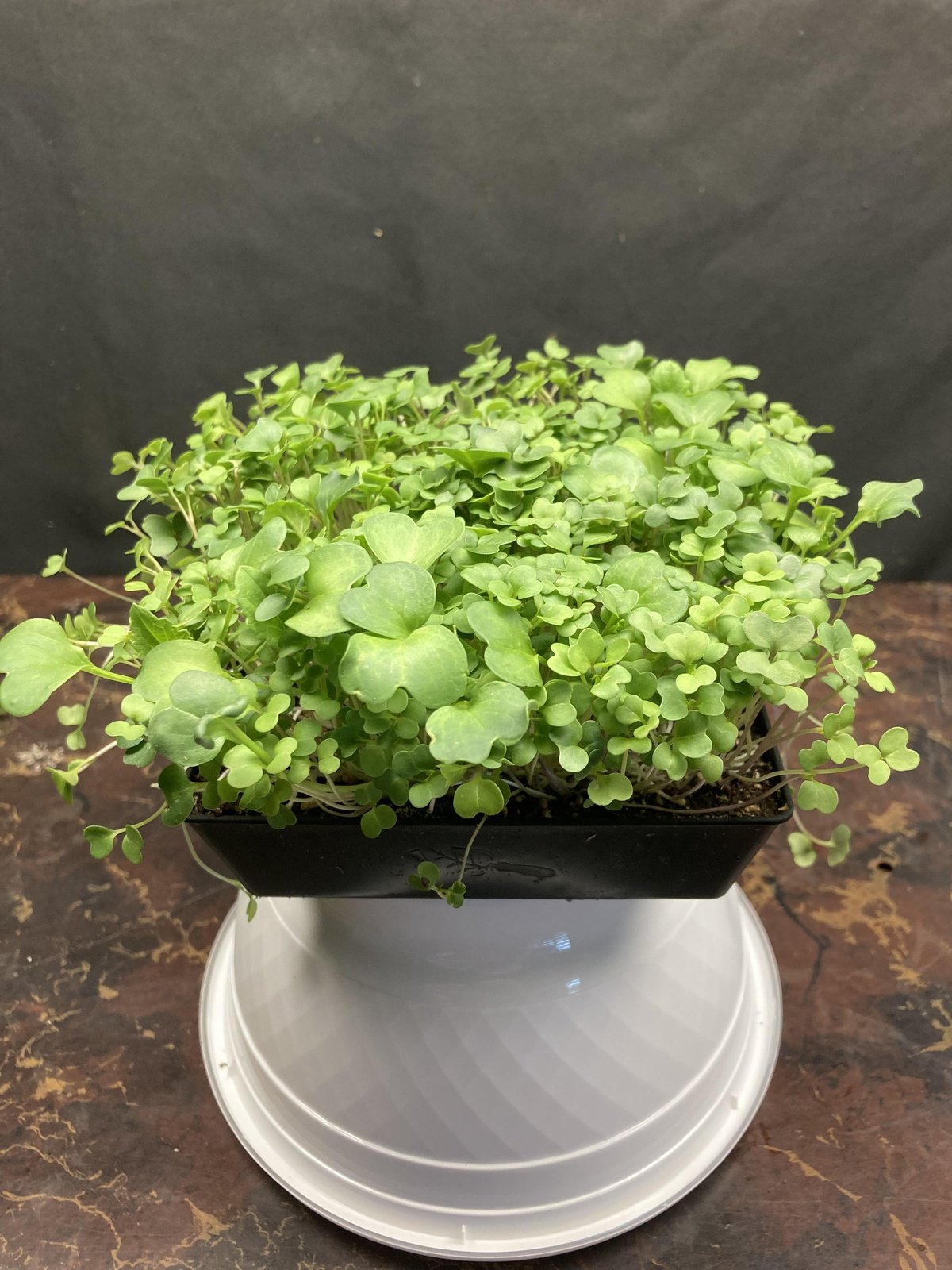 Live Micros and Shoots