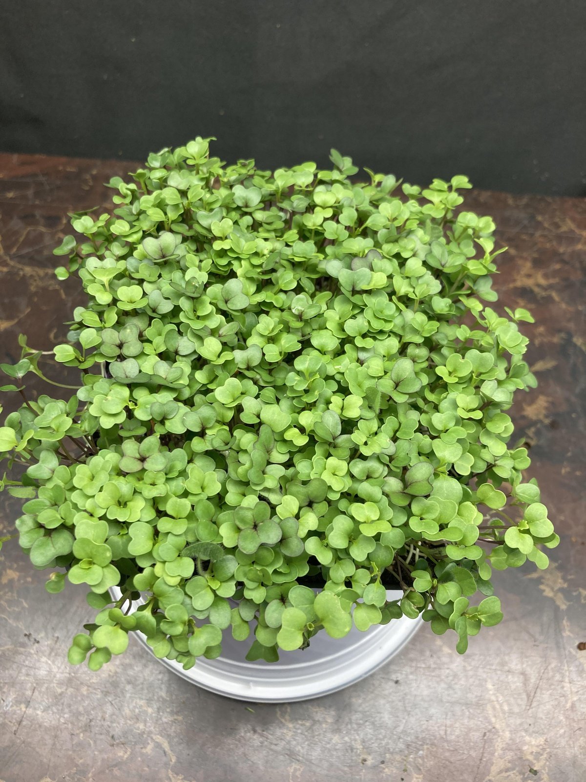 Live Micros and Shoots