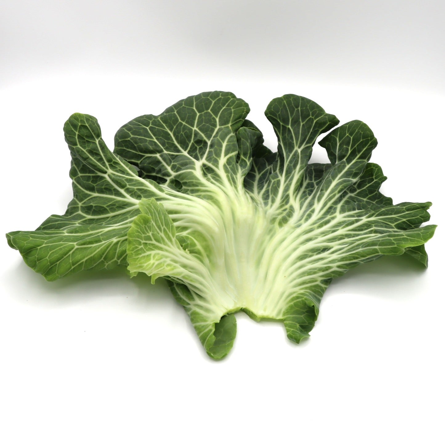 Kale - Portuguese - Fresh Harvest Green