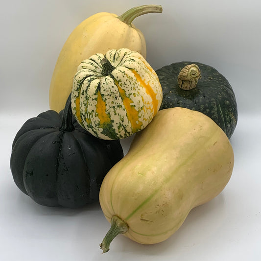 Squash - Gerber Farms - AgriTech North