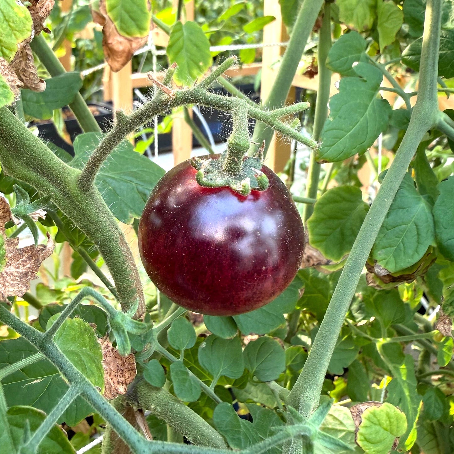Tomatoes - Black Strawberry Cherry - Fresh Harvest Fruiting Crop