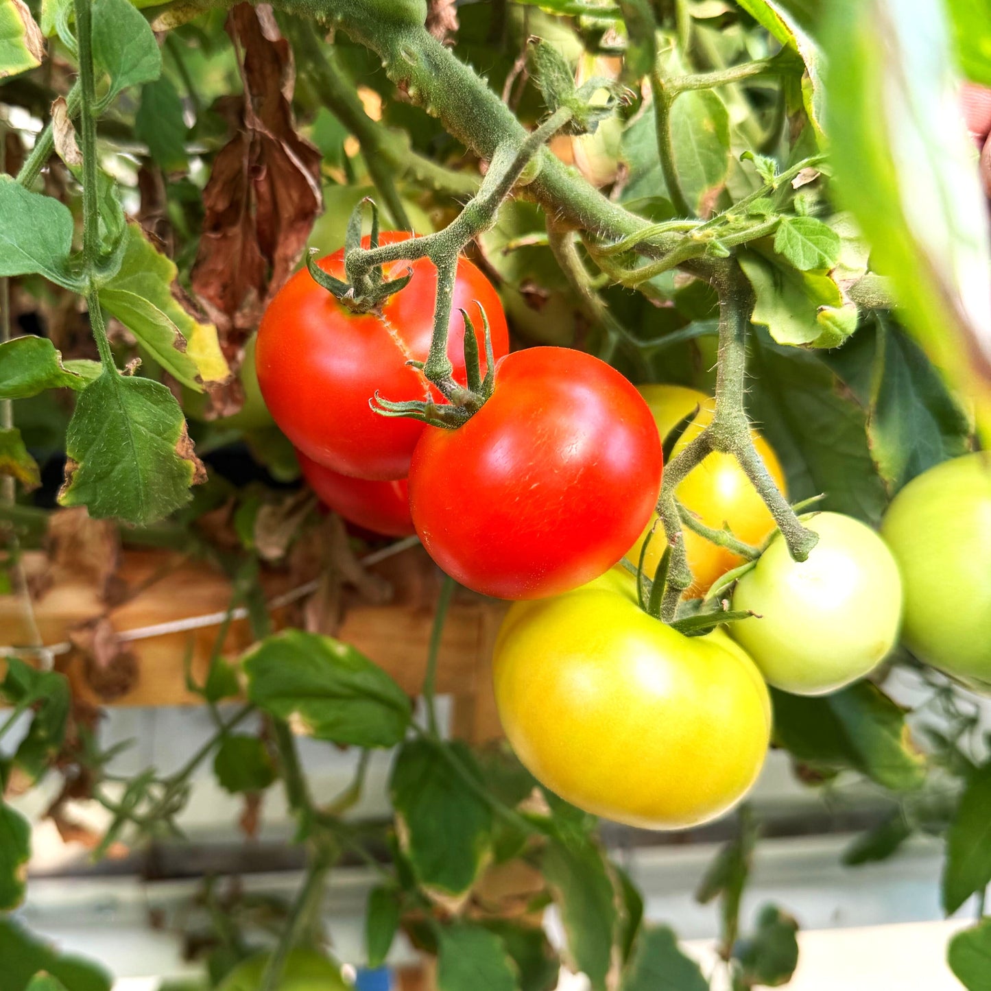 Tomatoes - Early Annie Globe - Fresh Harvest Fruiting Crop