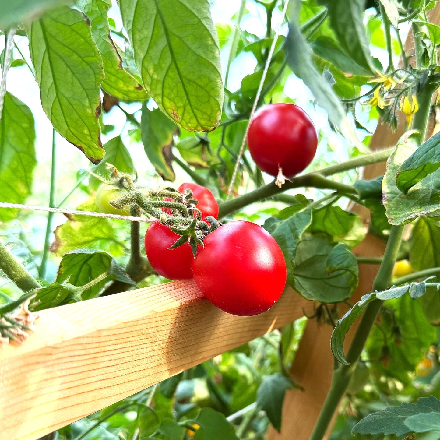 Tomatoes - Red Racer Cherry - Fresh Harvest Fruiting Crop