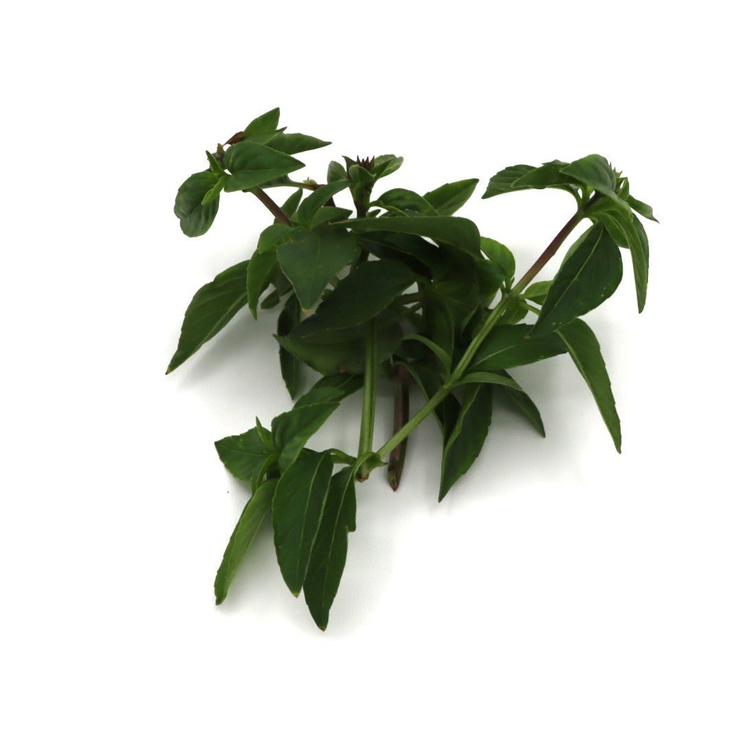 Basil - Licorice - AgriTech North - AgriTech North