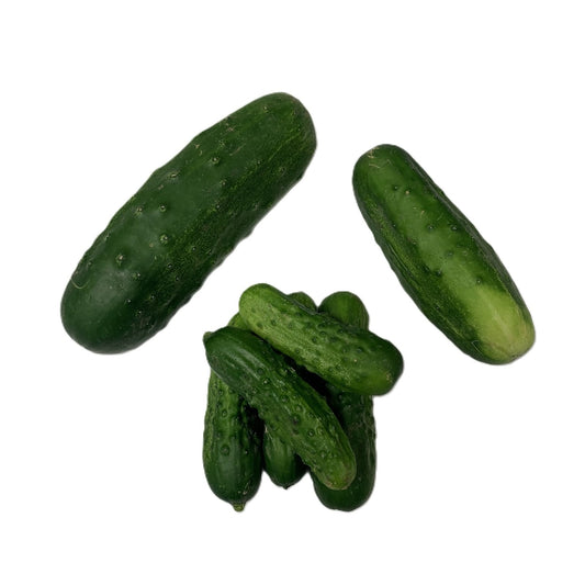 Field Cucumbers - Gerber Farms - AgriTech North