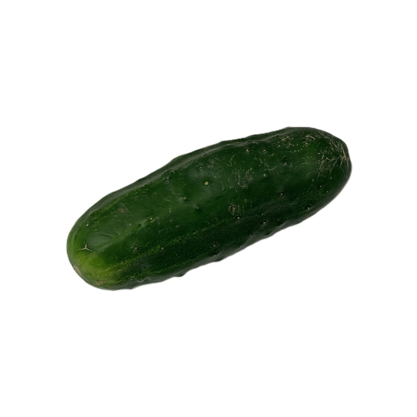 Field Cucumbers - Gerber Farms - AgriTech North