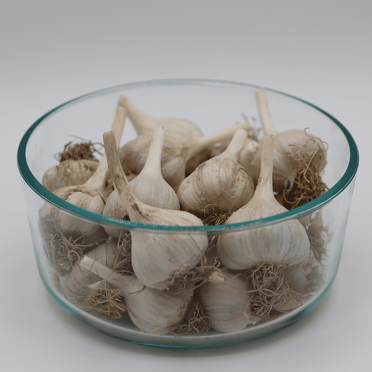 Garlic Bulbs - Gerber Farms - AgriTech North