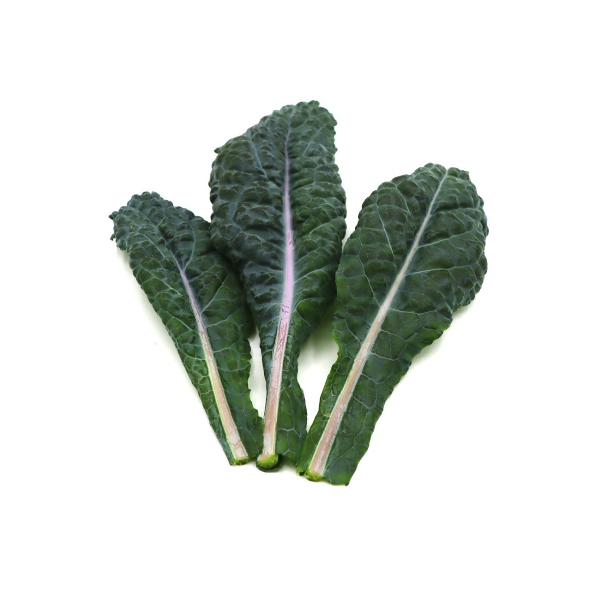 Kale - Blue Dazzling - AgriTech North - AgriTech North