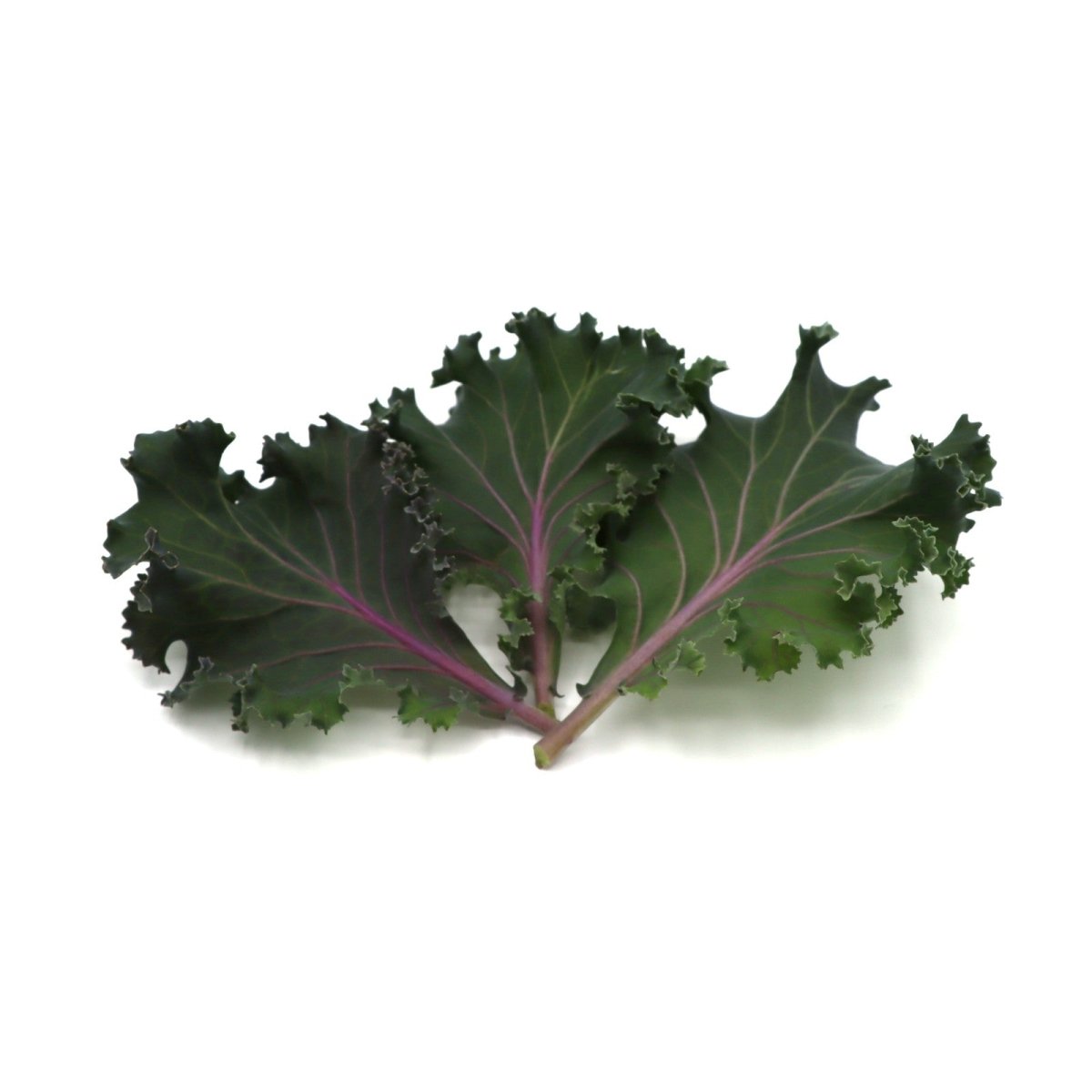 Kale - Japanese Flowering - AgriTech North - AgriTech North