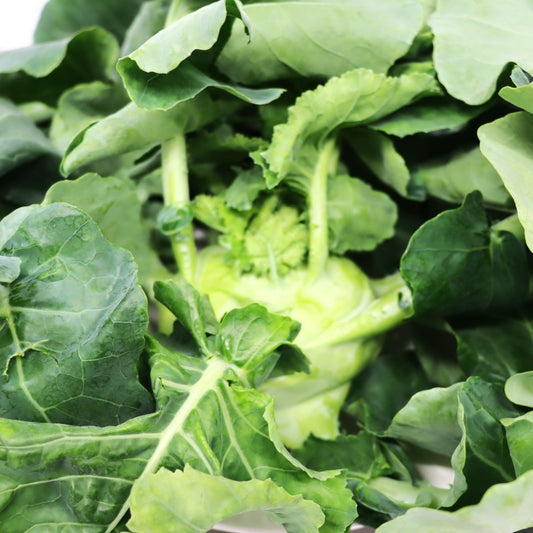 Kohlrabi - Early White Vienna - AgriTech North - AgriTech North