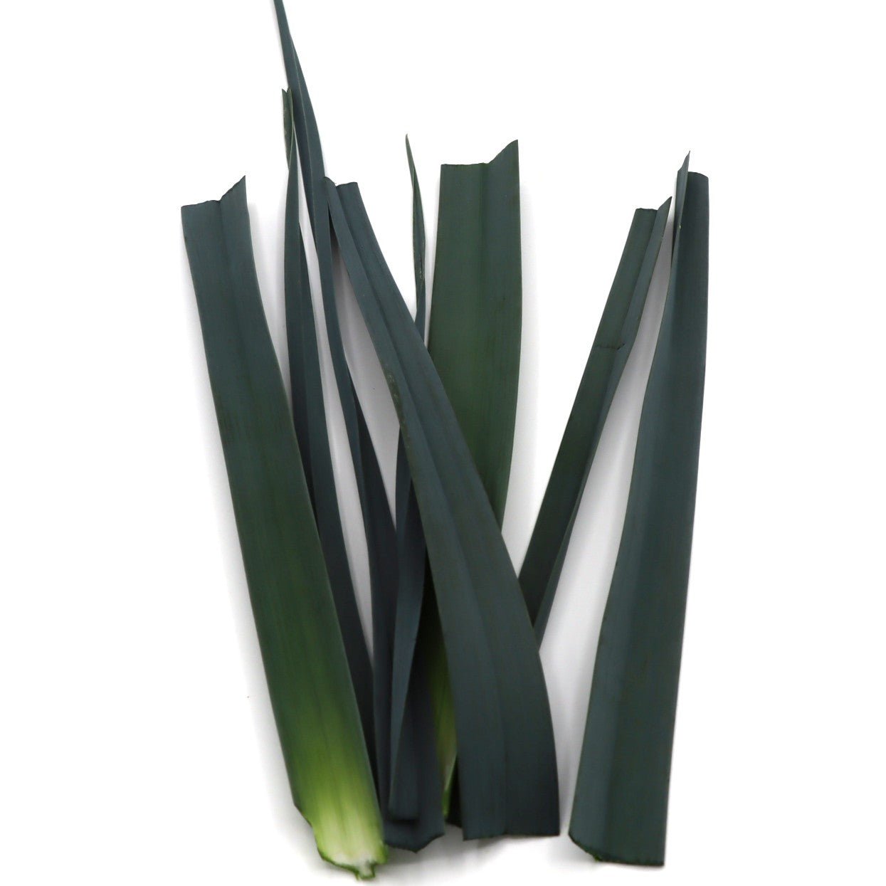 Leeks - Bleu de Solaise - AgriTech North - AgriTech North