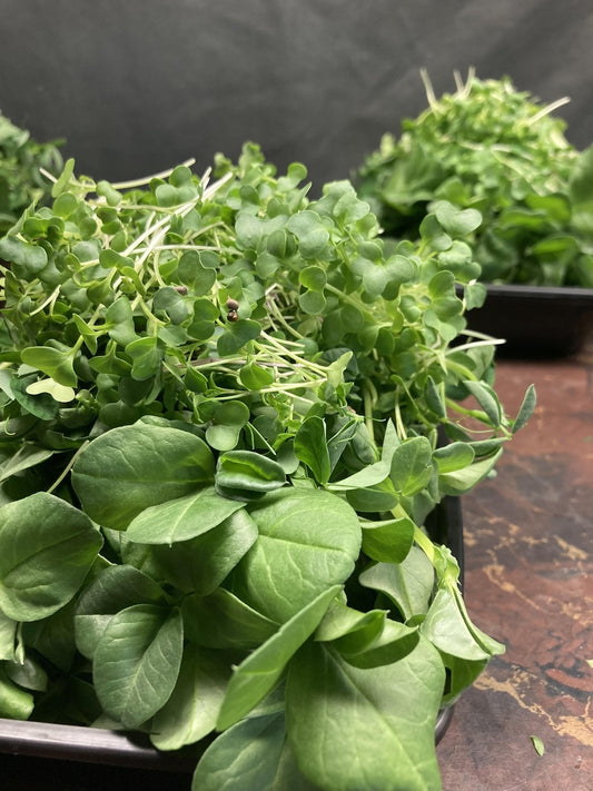 Microgreens - Farmer's Mix - AgriTech North - AgriTech North