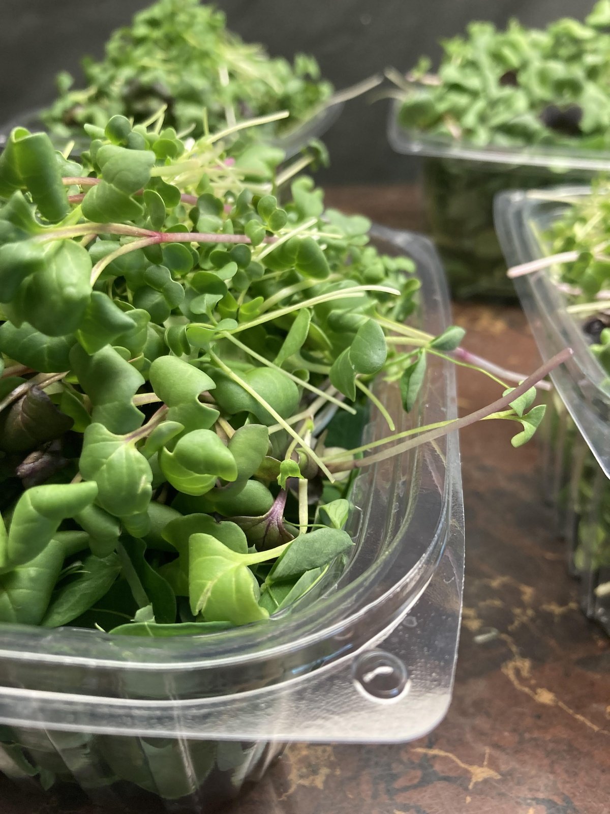 Microgreens - Farmer's Mix - AgriTech North - AgriTech North