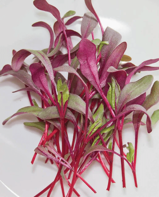 Microgreens - Rainbow Beets - AgriTech North - AgriTech North