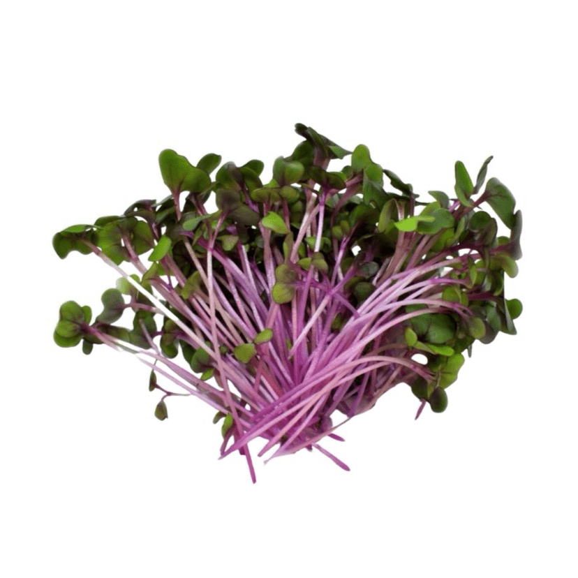 Microgreens - Rainbow Cabbage - AgriTech North - AgriTech North