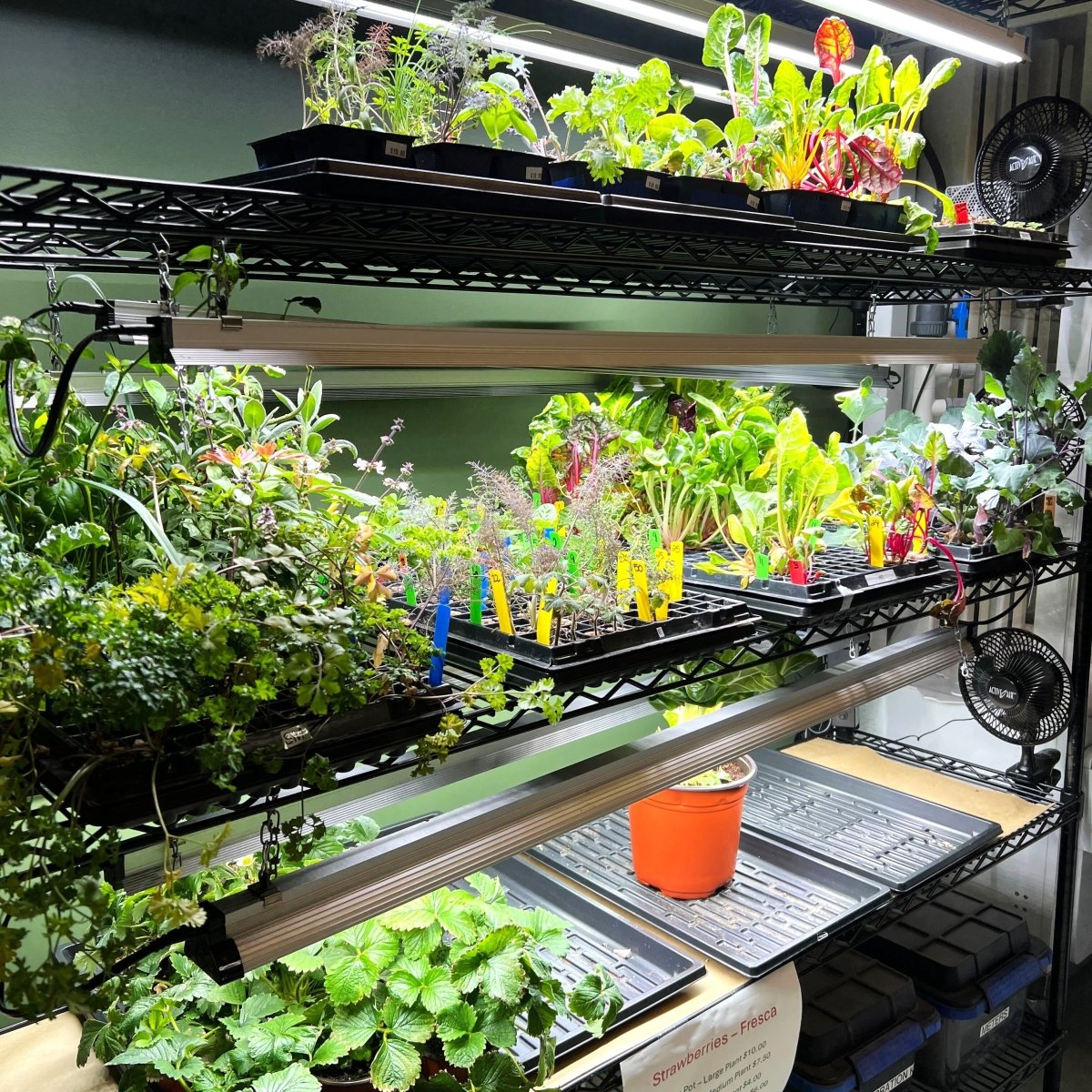 Seedling - AgriTech North