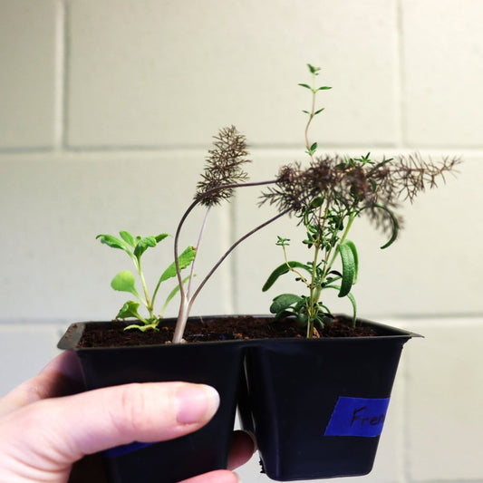 Seedling - AgriTech North - AgriTech North