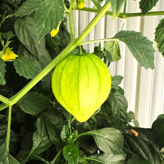 Tomatillo - AgriTech North - AgriTech North