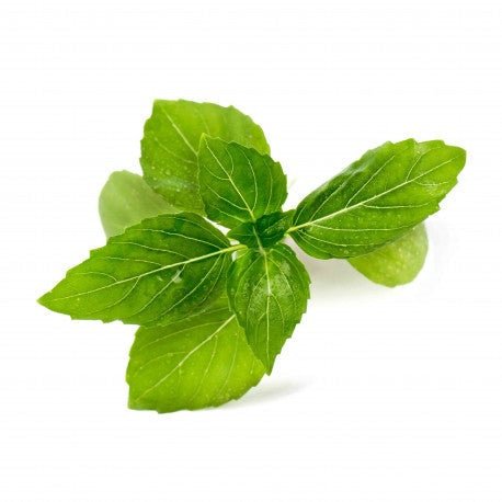 Basil - Cinnamon