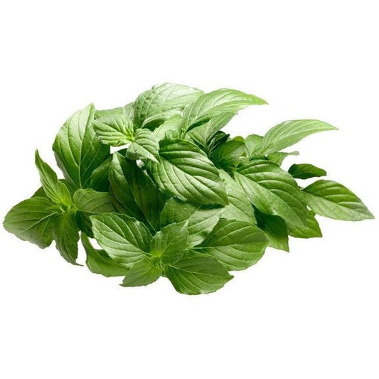 Basil - Lemon - AgriTech North - AgriTech North