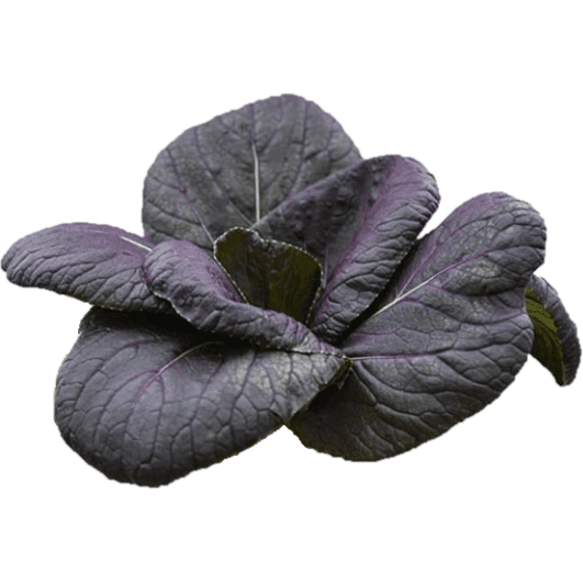 Bok Choy - Purple Lady - AgriTech North - AgriTech North