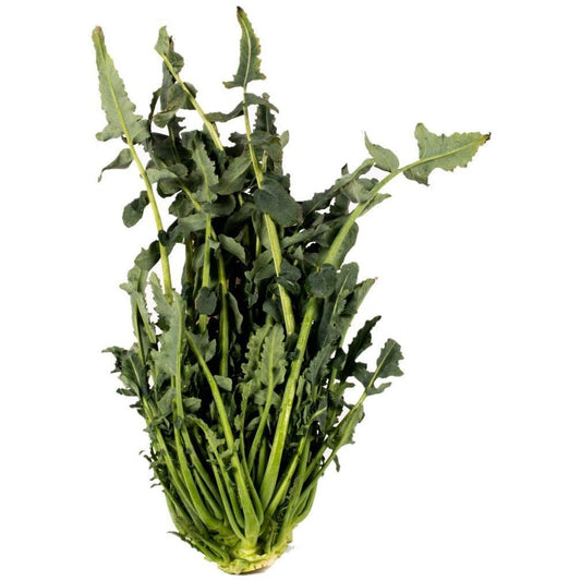 Broccoli - Fiolaro - AgriTech North - AgriTech North