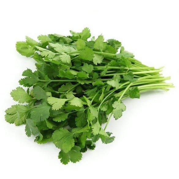 Cilantro - Santo Long Standing - AgriTech North - AgriTech North