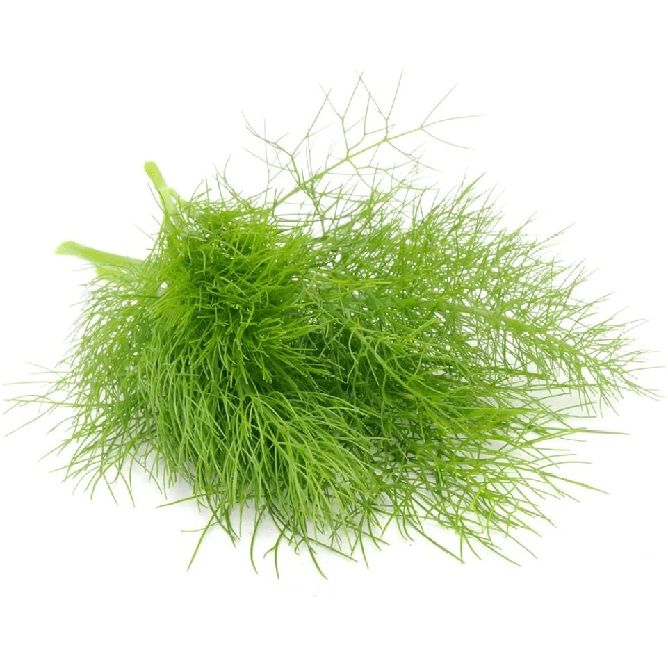 Fennel - Florence - AgriTech North - AgriTech North