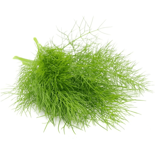 Fennel - Florence - AgriTech North - AgriTech North