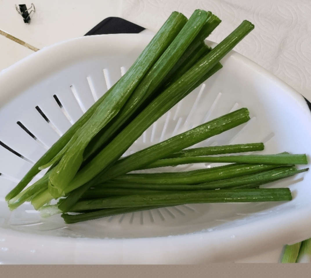 Green Onion - Tokyo Long White - AgriTech North - AgriTech North