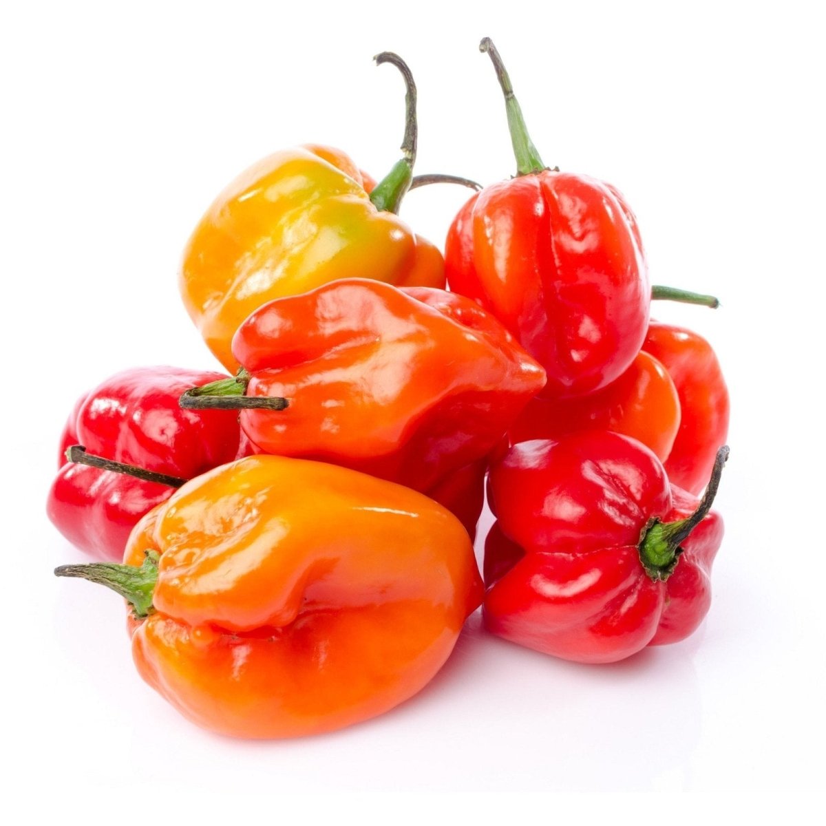 Hot Pepper - Habanero - Fresh Harvest Fruiting Crop | AgriTech North
