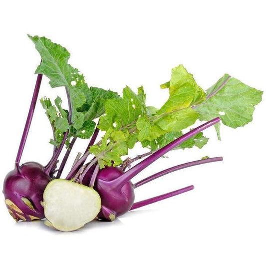 Kohlrabi - Purple Vienna - AgriTech North - AgriTech North