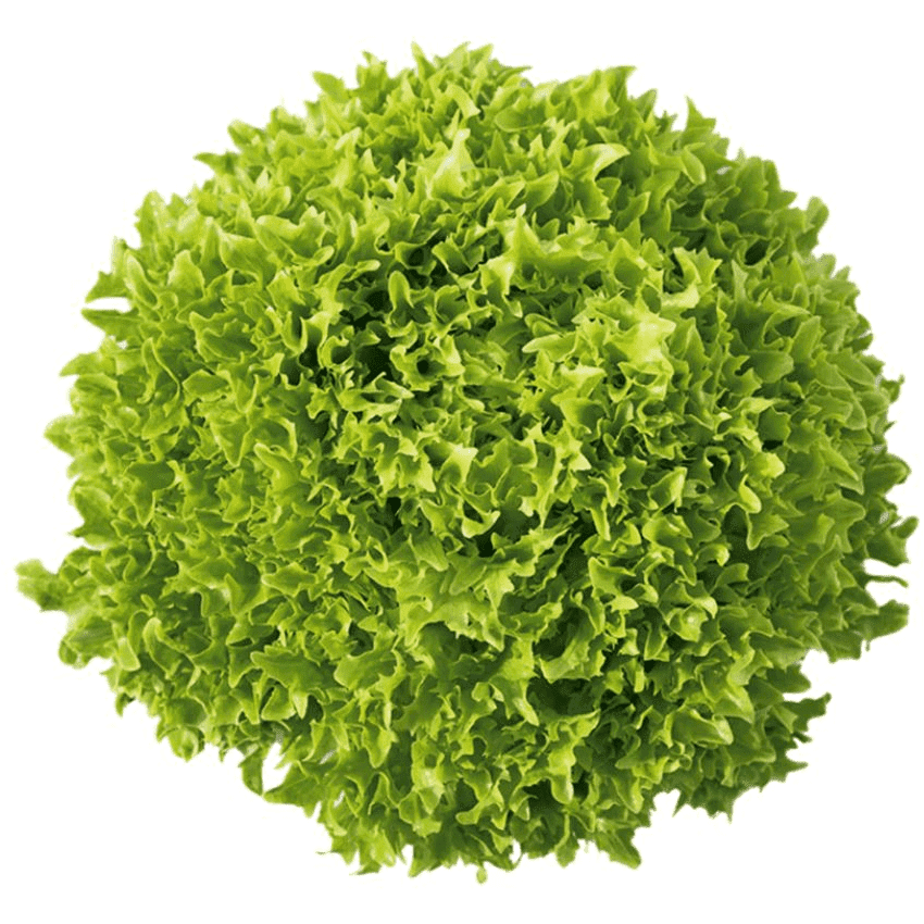 Lettuce - Salanova Green Sweet Crisp - AgriTech North - AgriTech North