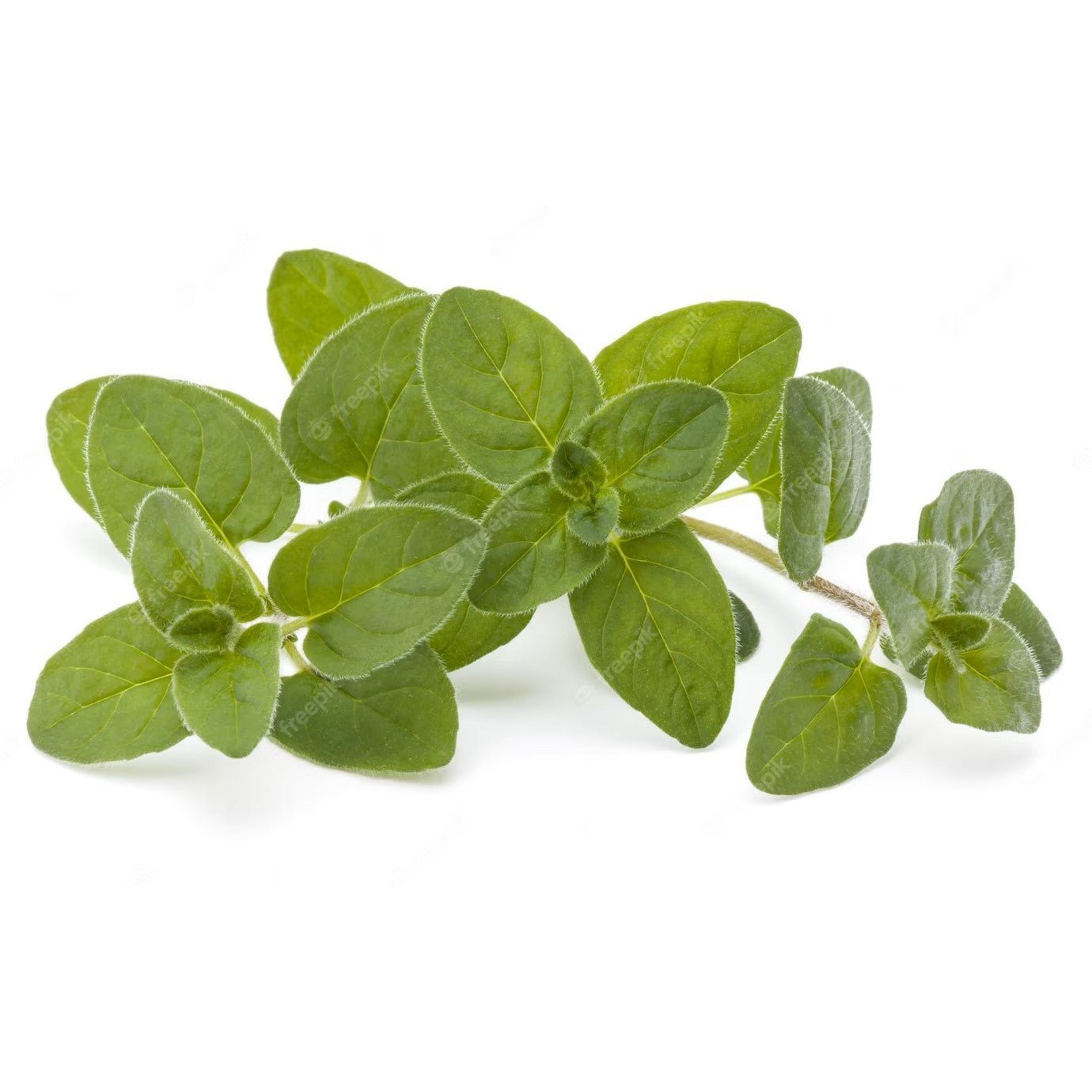 Marjoram - Sweet - AgriTech North - AgriTech North