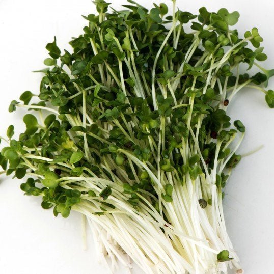 Broccoli - Fresh Harvest Micro - AgriTech North