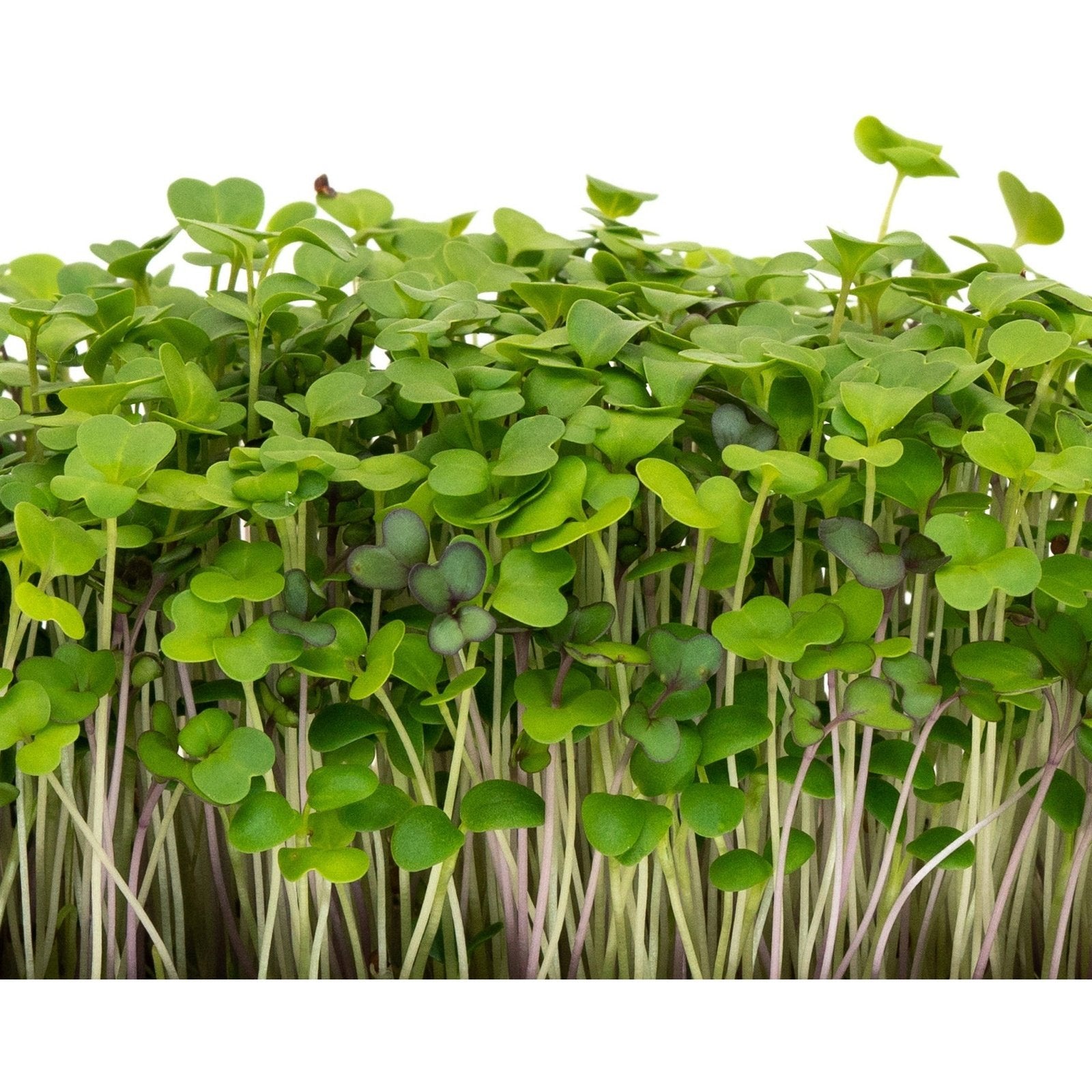 Microgreens - Mild Blend - AgriTech North - AgriTech North