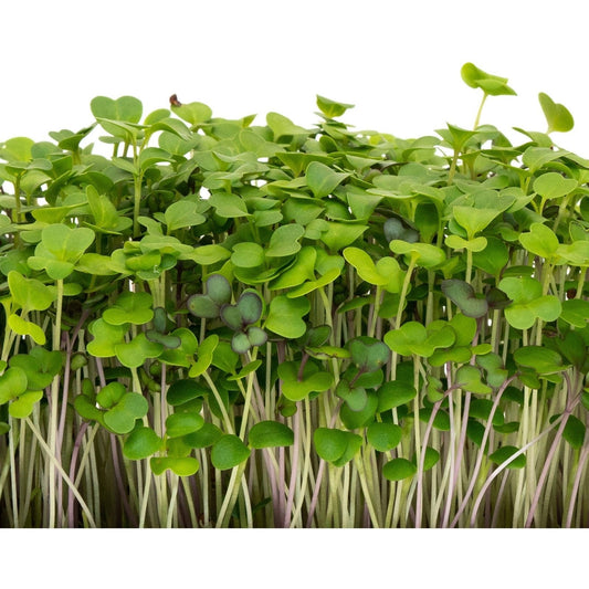 Microgreens - Mild Blend - AgriTech North - AgriTech North