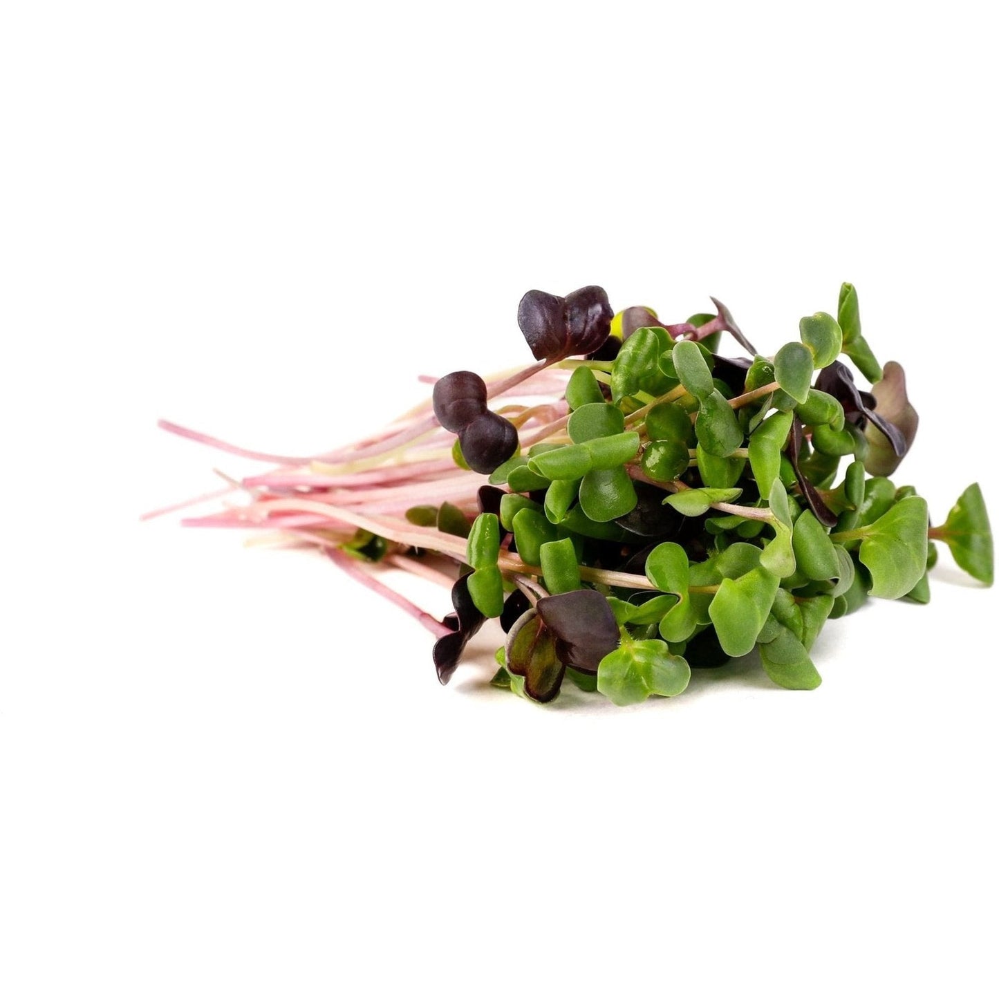 Microgreens - Rainbow Radish - AgriTech North - AgriTech North