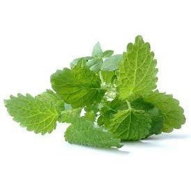 Mint - Lemon Balm - AgriTech North - AgriTech North