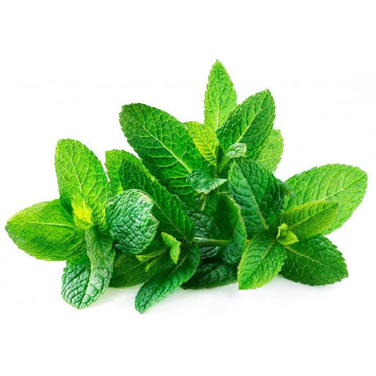 Mint - Spearmint - AgriTech North - AgriTech North