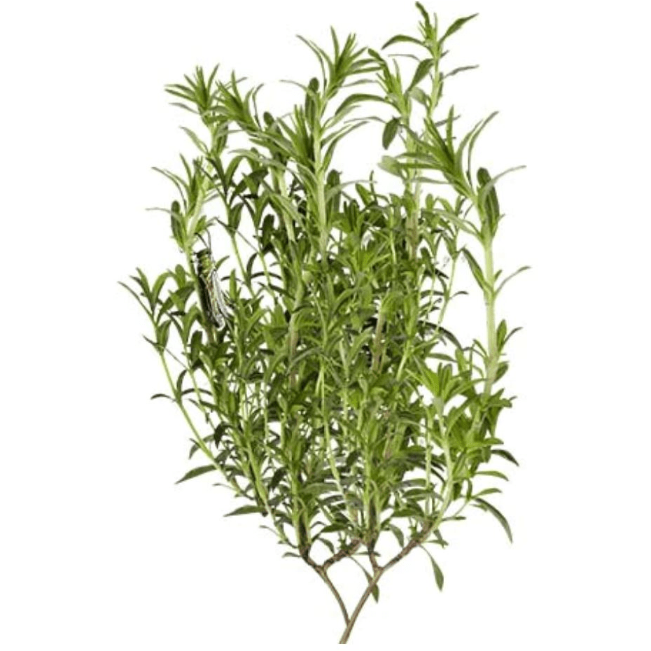 Savory - Summer - AgriTech North - AgriTech North