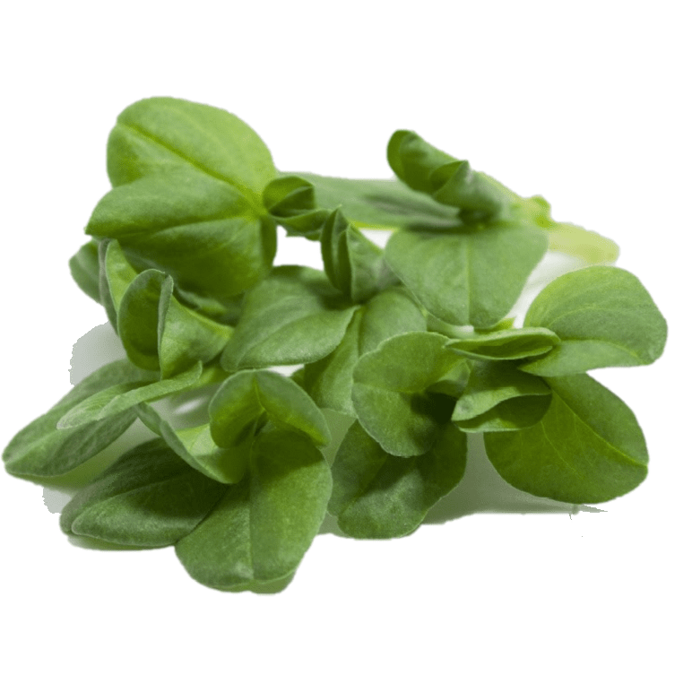 Fava Bean - Fresh Harvest Shoots - AgriTech North