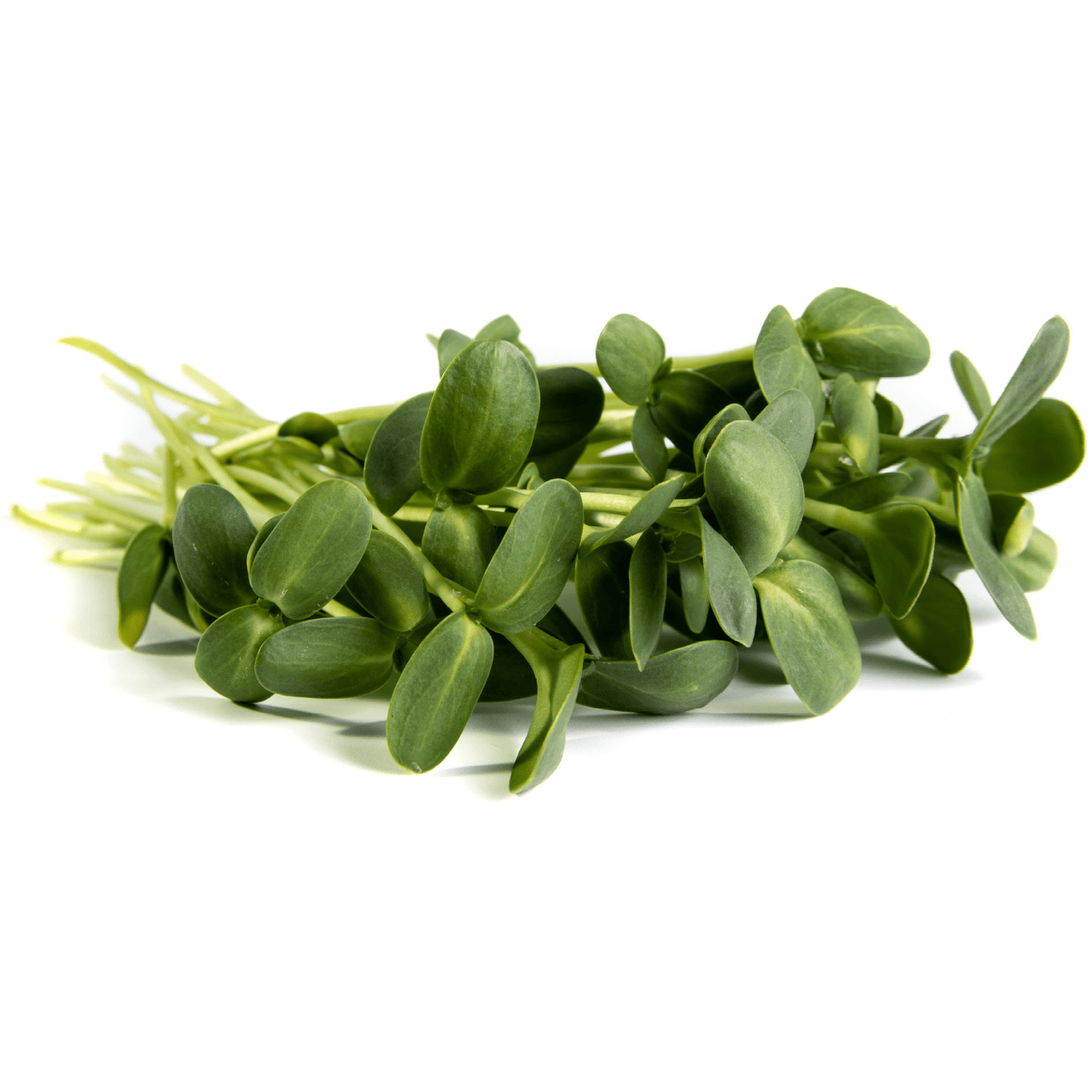 Shoots - Sunflower - AgriTech North - AgriTech North