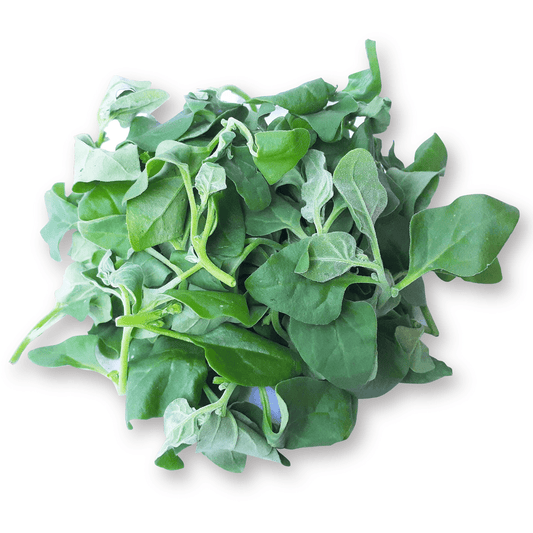 Spinach - New Zealand - AgriTech North - AgriTech North